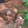 Cachorro vítima de maus-tratos é resgatado pela polícia em boca de fumo