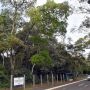 &Aacute;rvores do Parque dos Poderes passar&atilde;o por pente-fino