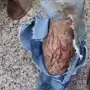 Trabalhador &eacute; atacado por animal durante servi&ccedil;o em Ponta Por&atilde;