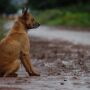 MS pode ter cadastro estadual de condenados por maus-tratos a animais