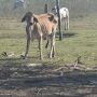 Gado é abandonado em fazenda pivô da Ultima Ratio