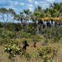 ONG registra primeiros casos de melanismo em cervos-do-pantanal