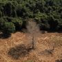 Depois da COP17, Brasil &eacute; cobrado a efetivar metas de restaura&ccedil;&atilde;o