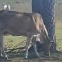 Gado abandonado expõe fraude na carne sustentável do Pantanal