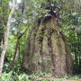 Amazonas ganha quatro reservas de desenvolvimento sustent&aacute;vel