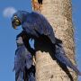 Arara-azul ganha novas &aacute;rvores para alimenta&ccedil;&atilde;o e reprodu&ccedil;&atilde;o