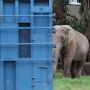 Transporte do elefante Sandro at&eacute; santu&aacute;rio no MT conta com apoio da PRF-MS