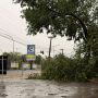 Quase 42 horas depois de temporal, &aacute;rvores ainda ocupam vias de Campo Grande