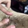 Mulher &eacute; presa ap&oacute;s cachorro ser encontrado com les&atilde;o na cabe&ccedil;a; Veja o v&iacute;deo