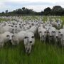 Cidade de MS tem o segundo maior rebanho bovino do Brasil, aponta IBGE