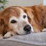 Envelhecimento dos c&atilde;es exige aten&ccedil;&atilde;o e adapta&ccedil;&atilde;o da fam&iacute;lia, aponta especialista