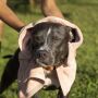 Pele de pet; dias chuvosos cobram rotina de cuidados extras