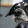Mudan&ccedil;as na pele e nos pelos est&atilde;o entre primeiros sinais de envelhecimento nos pets