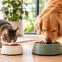 Uma refei&ccedil;&atilde;o equilibrada com nutrientes e energia que o seu pet precisa 