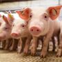 Censo revela potencial para ampliar suinocultura em 500 mil animais em MS