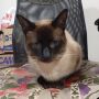 Gatinho foge e dono oferece R$ 15 mil no pix a quem encontr&aacute;-lo