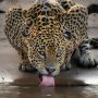 Leonardo DiCaprio publica foto de onça-pintada feita por fotógrafo de MS