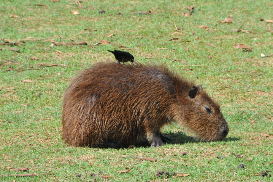 clara a capivara rio 2