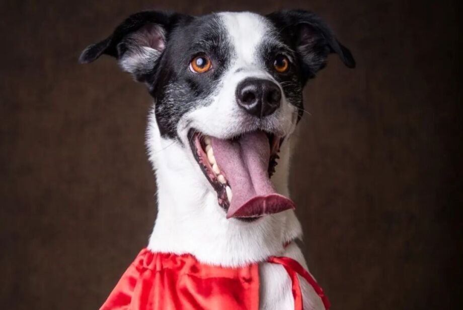 A hist&oacute;ria de supera&ccedil;&atilde;o do super c&atilde;o Noopy