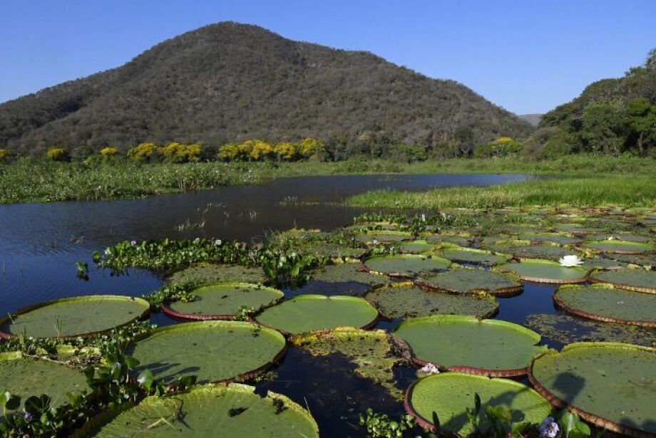 Pantanal de MS será lembrado agora com patrimônio nacional