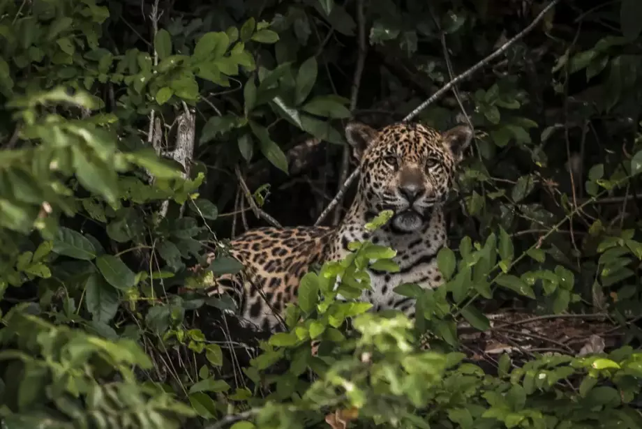 Presença de onça faz comunidade evitar circulação de crianças e recolher animais domésticos