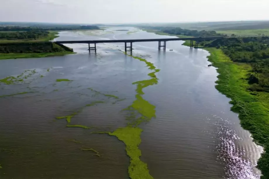 Imagens a&eacute;reas divulgadas pelo site Dahorabataguassu mostram grande quantidade de plantas pr&oacute;ximo a Bataguassu