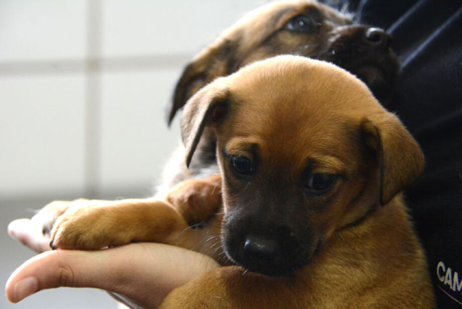 Ideias de nomes para cachorro Boxer