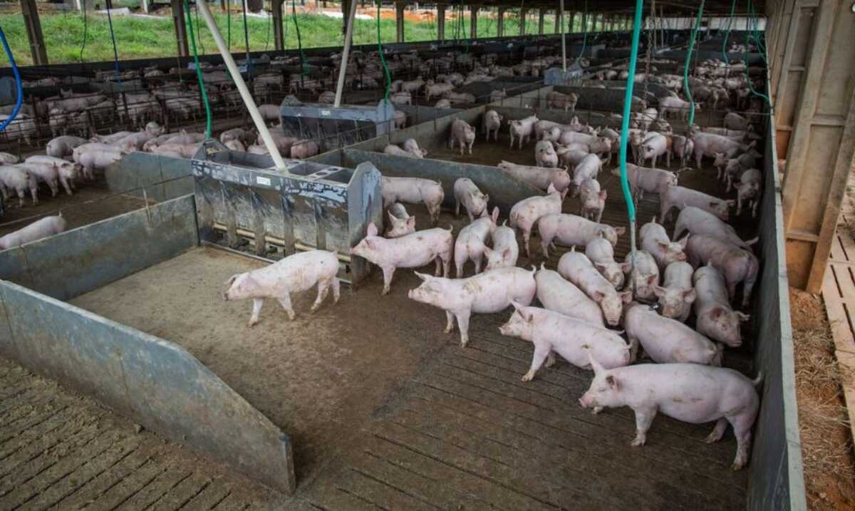 MS acelera produção de suínos para ampliar as exportações