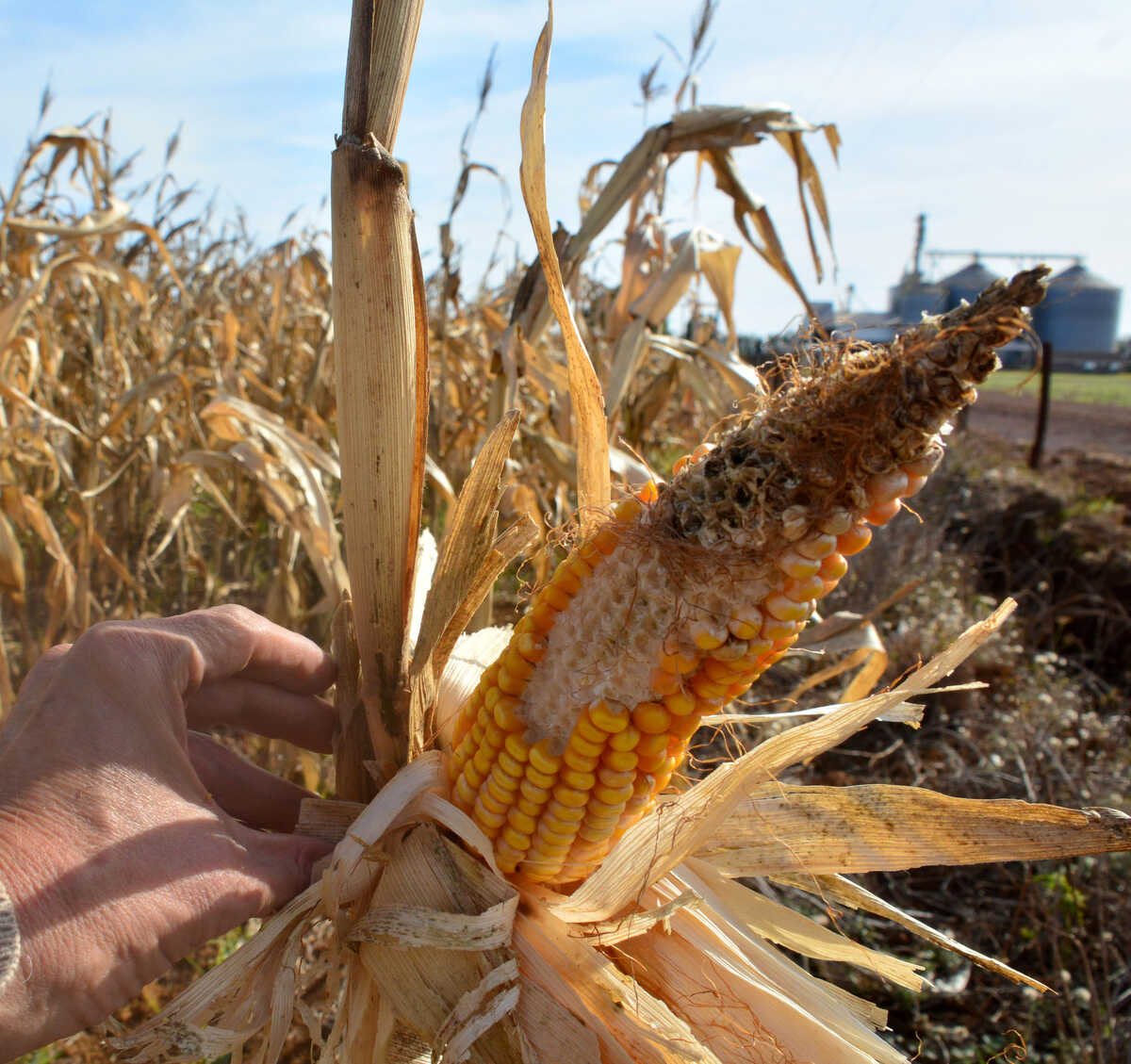 Seguro rural cresce em MS, que é o 7º no ranking nacional, com 76 mil apólices