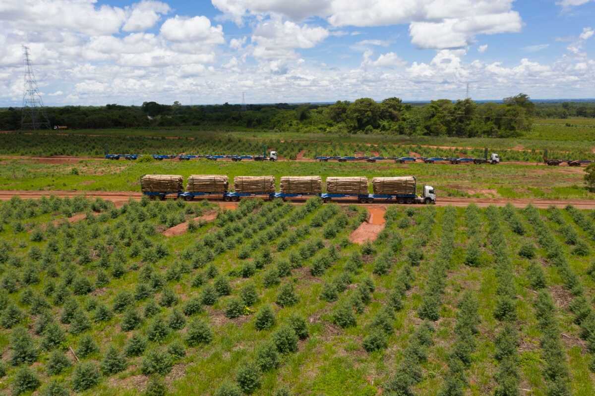 Governo federal autoriza circulação de hexatrens de megafábrica de celulose em MS