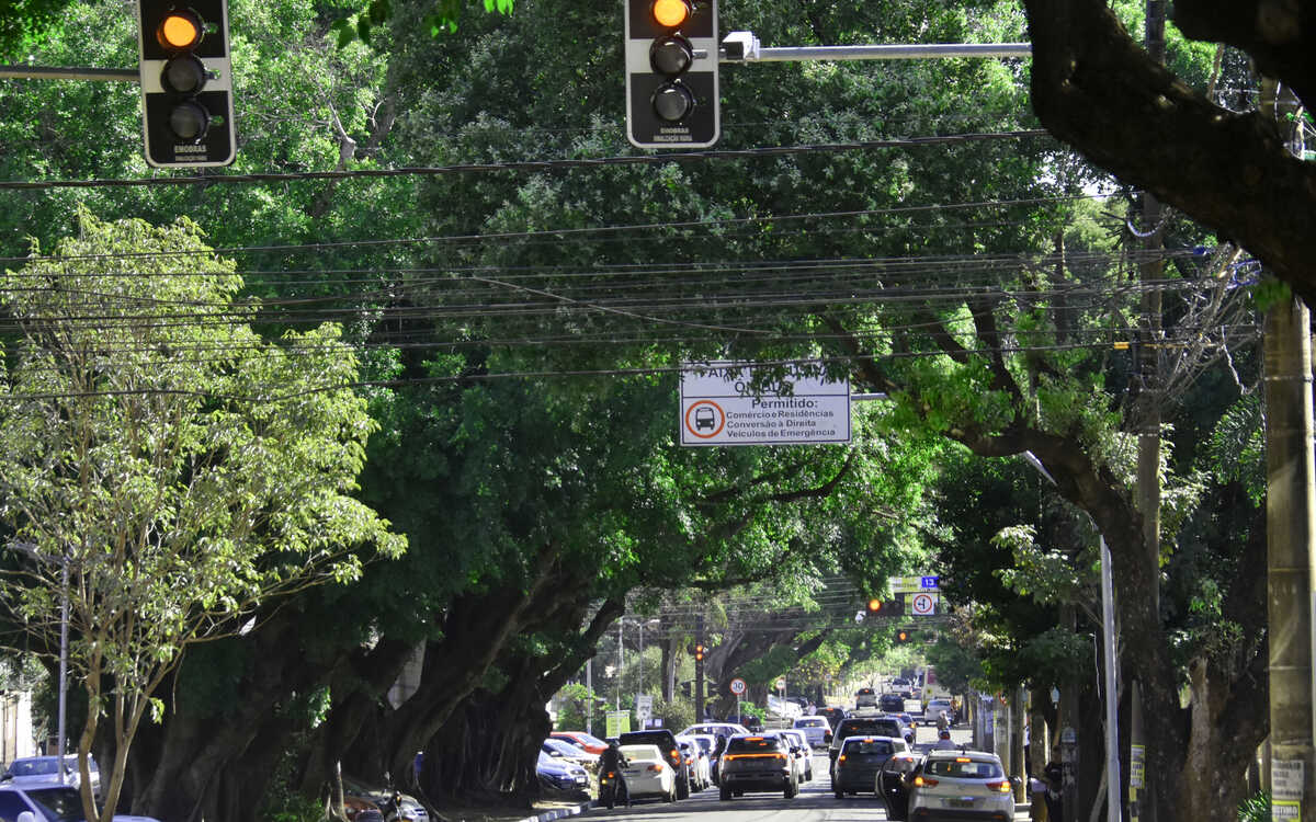 Com 175 mil árvores nas ruas, Campo Grande amplia monitoramento e manejo da arborização urbana