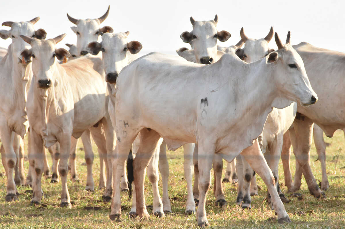 Carne brasileira vai pagar tarifa de 67% para entrar na China 