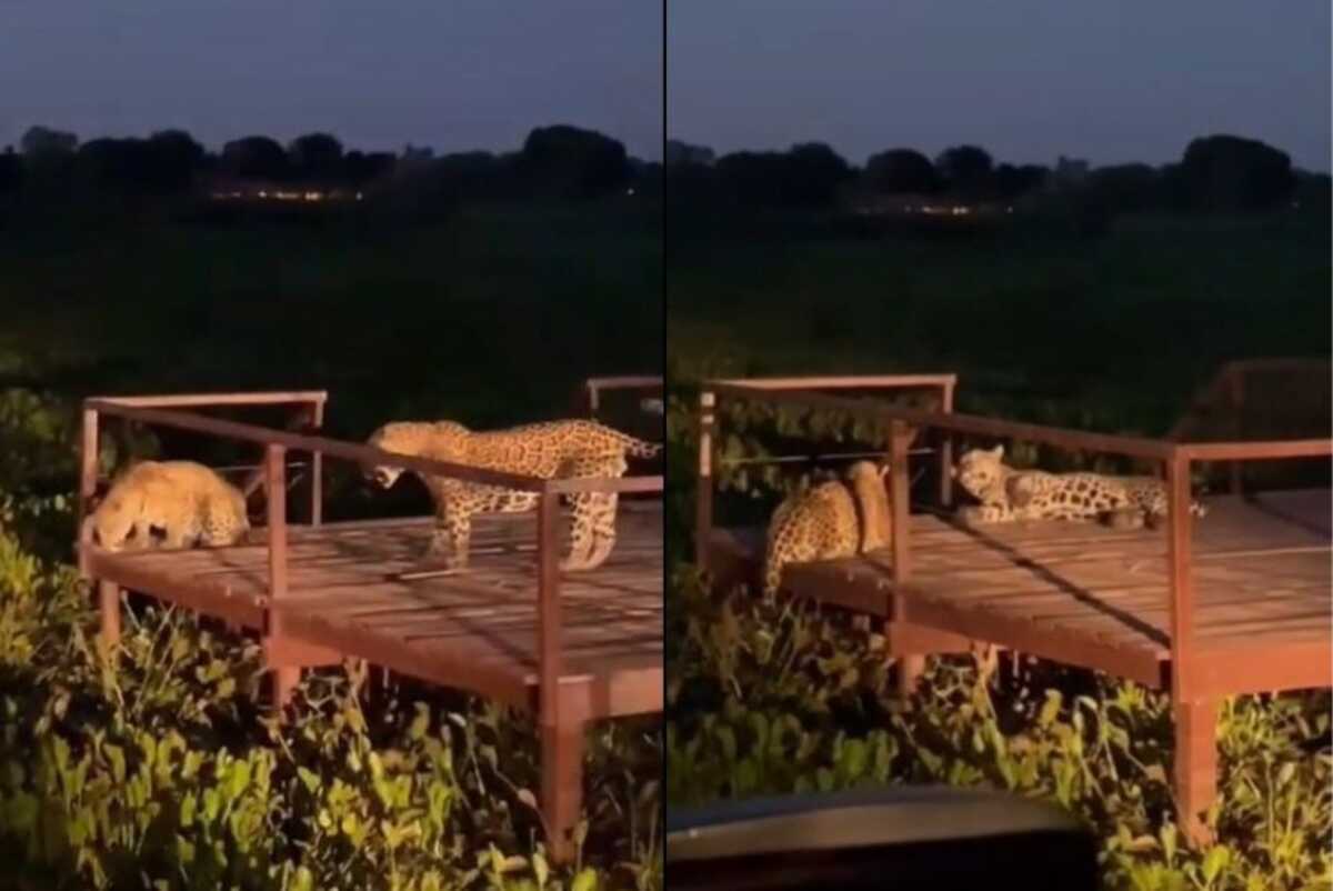 Casal de on&ccedil;as &eacute; flagrado durante fim de tarde no Pantanal de MS