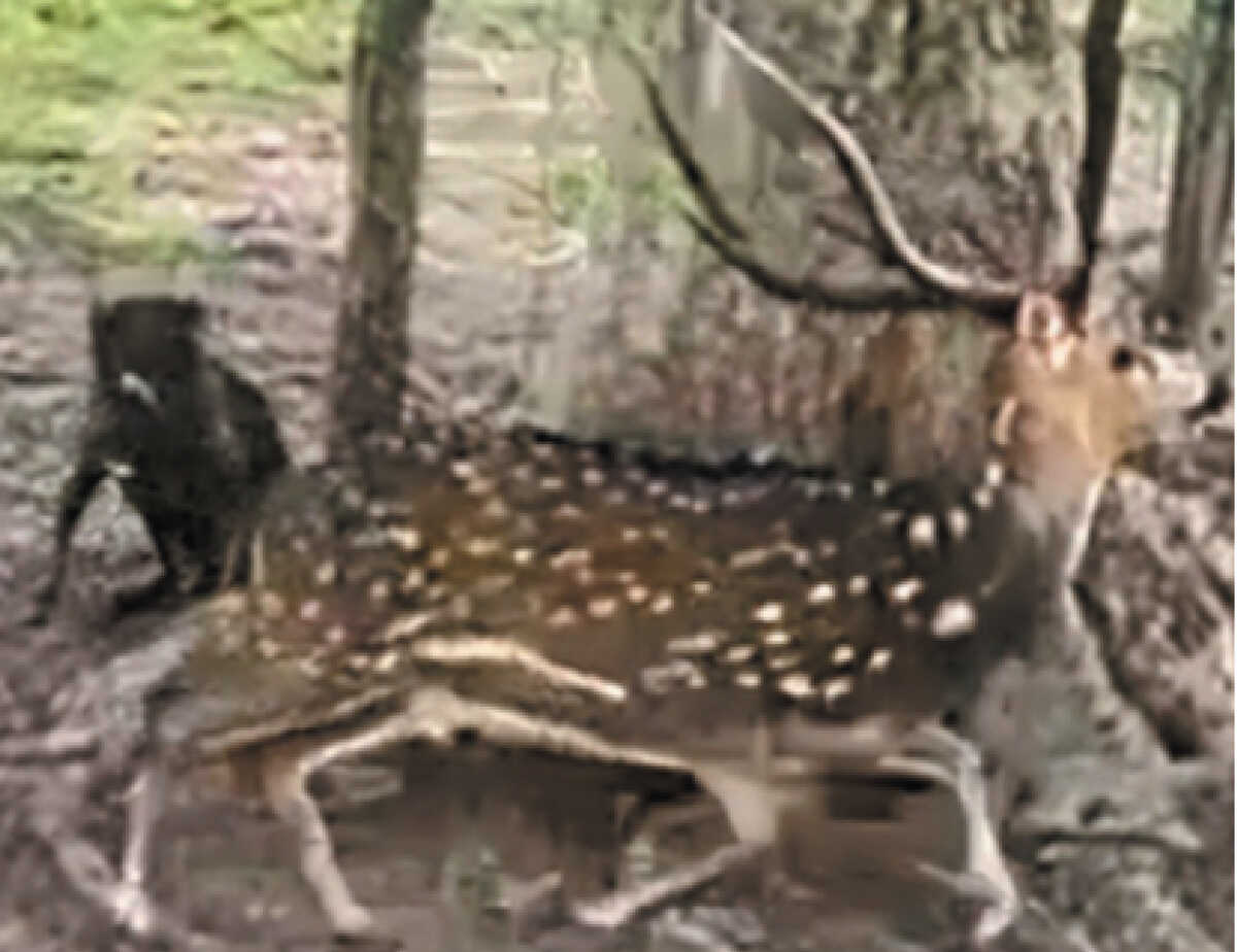 Cervo da &Iacute;ndia pode virar praga no Pantanal e amea&ccedil;ar outras esp&eacute;cies