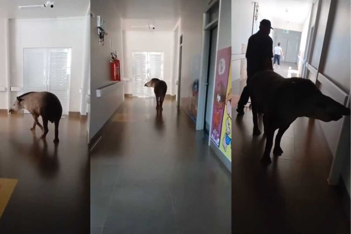 Anta &eacute; flagrada 'passeando' por corredores de hospital em MS