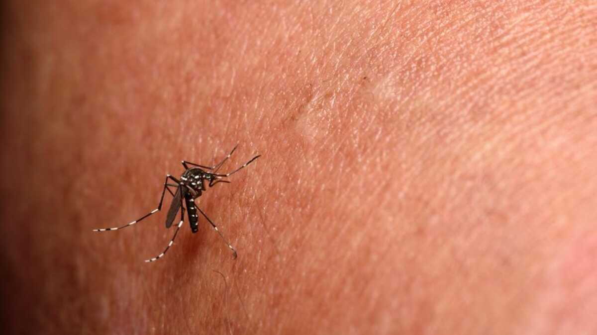 MS registra 28 óbitos por chikungunya e 9,6 mil casos confirmados