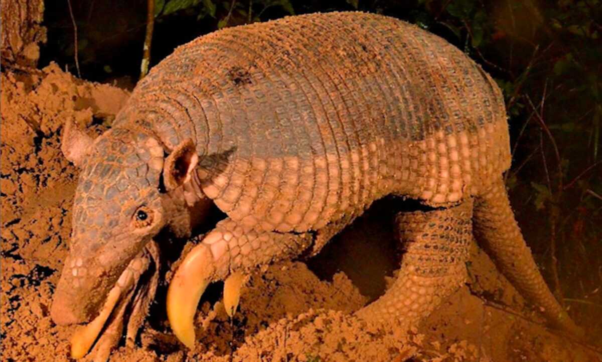 Mato Grosso do Sul pode ter Dia Estadual do tatu-canastra