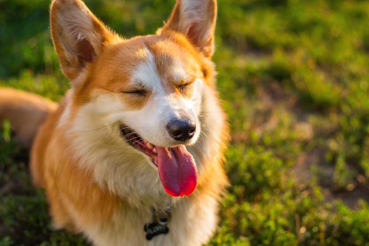 O que evitar na dieta dos pets para prevenir alergias