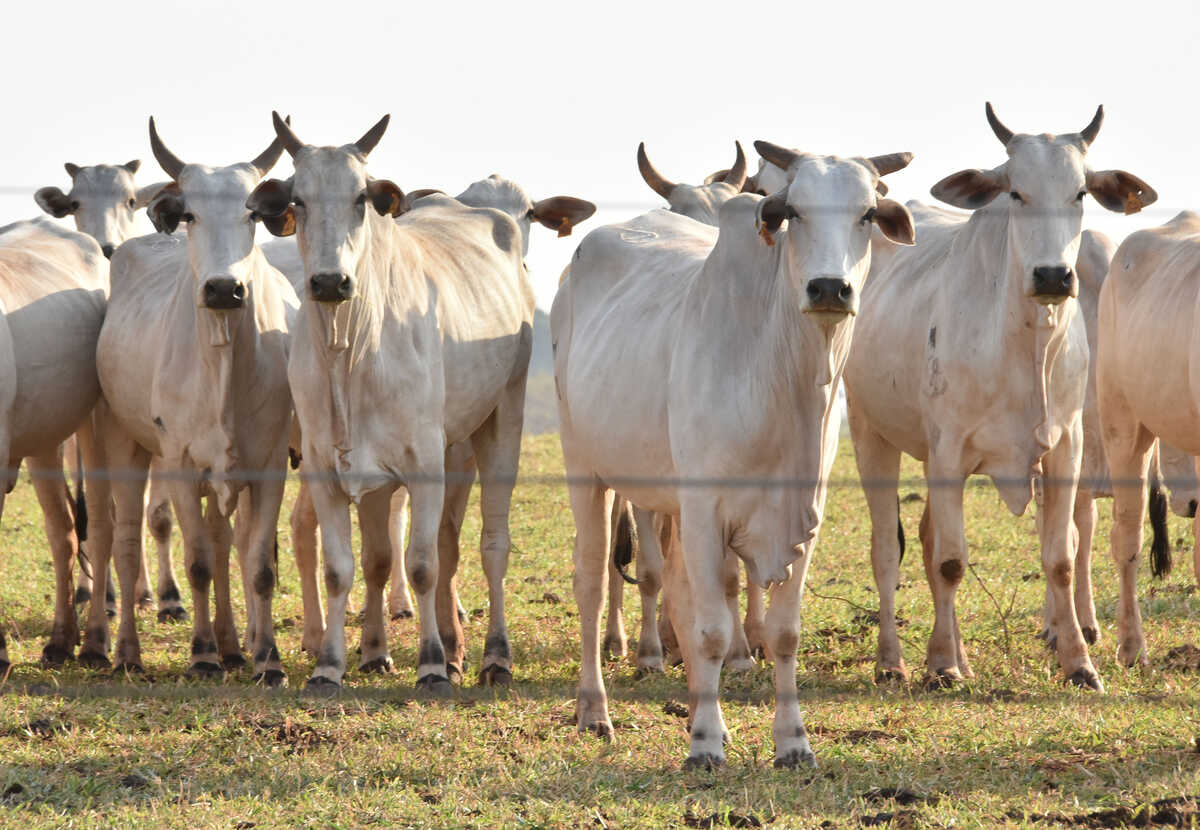 Mato Grosso do Sul registra média de seis cabeças de gado por habitante enquanto mercado monitora escoamento de safras