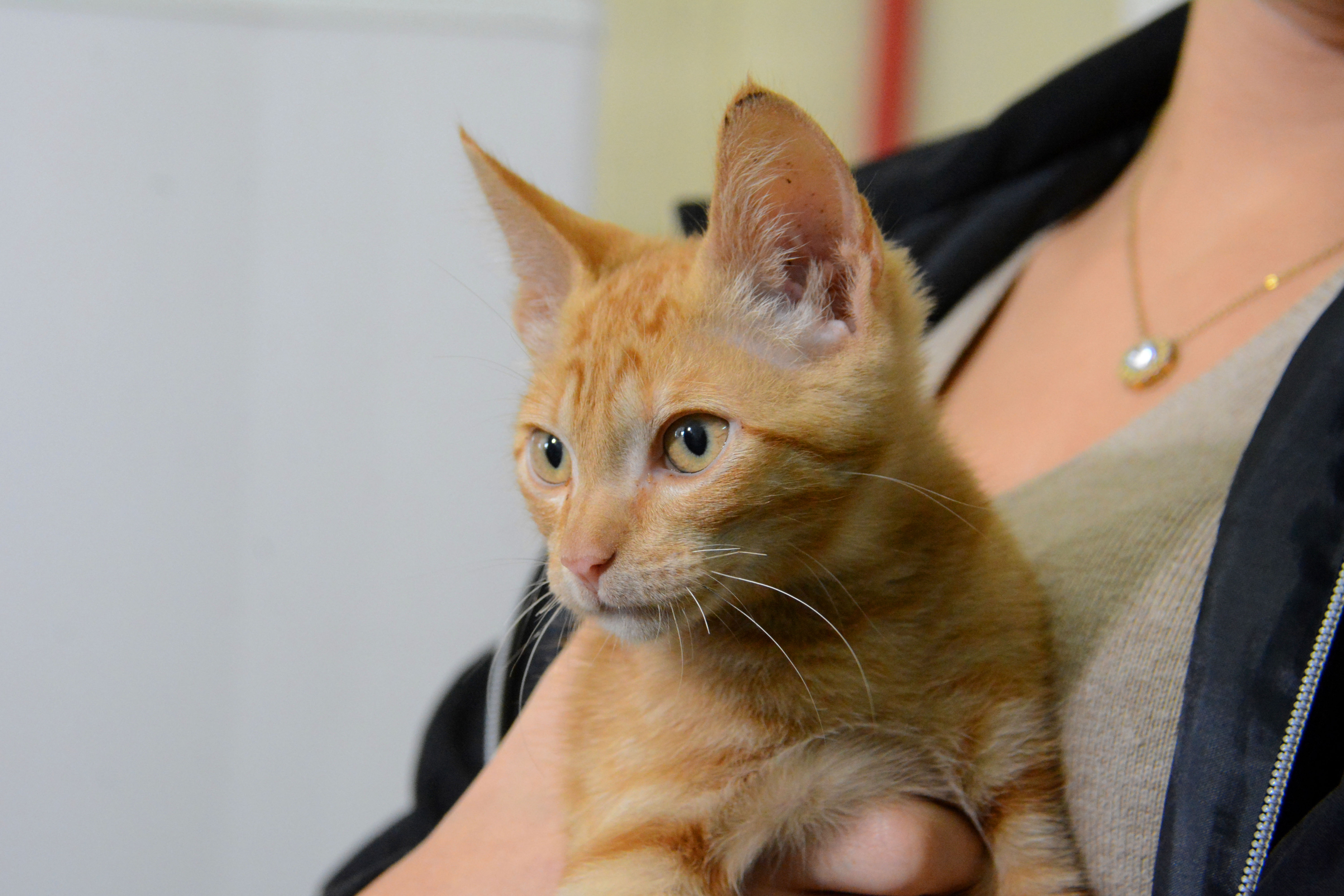 Outubro Rosa Pet: conscientização sobre o câncer de mama também abrange cães e gatos