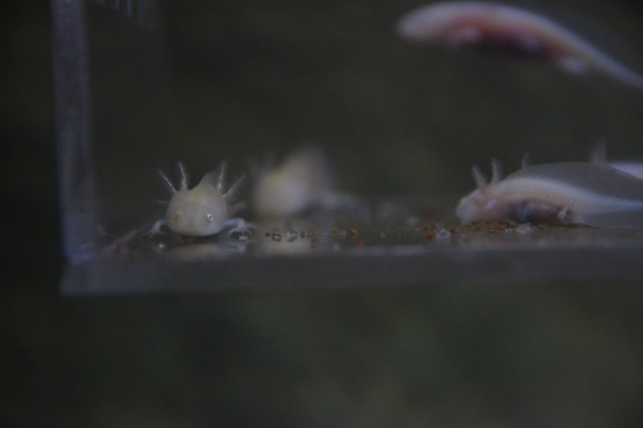 Filhotes de axolotles são nova atração no Bioparque Pantanal