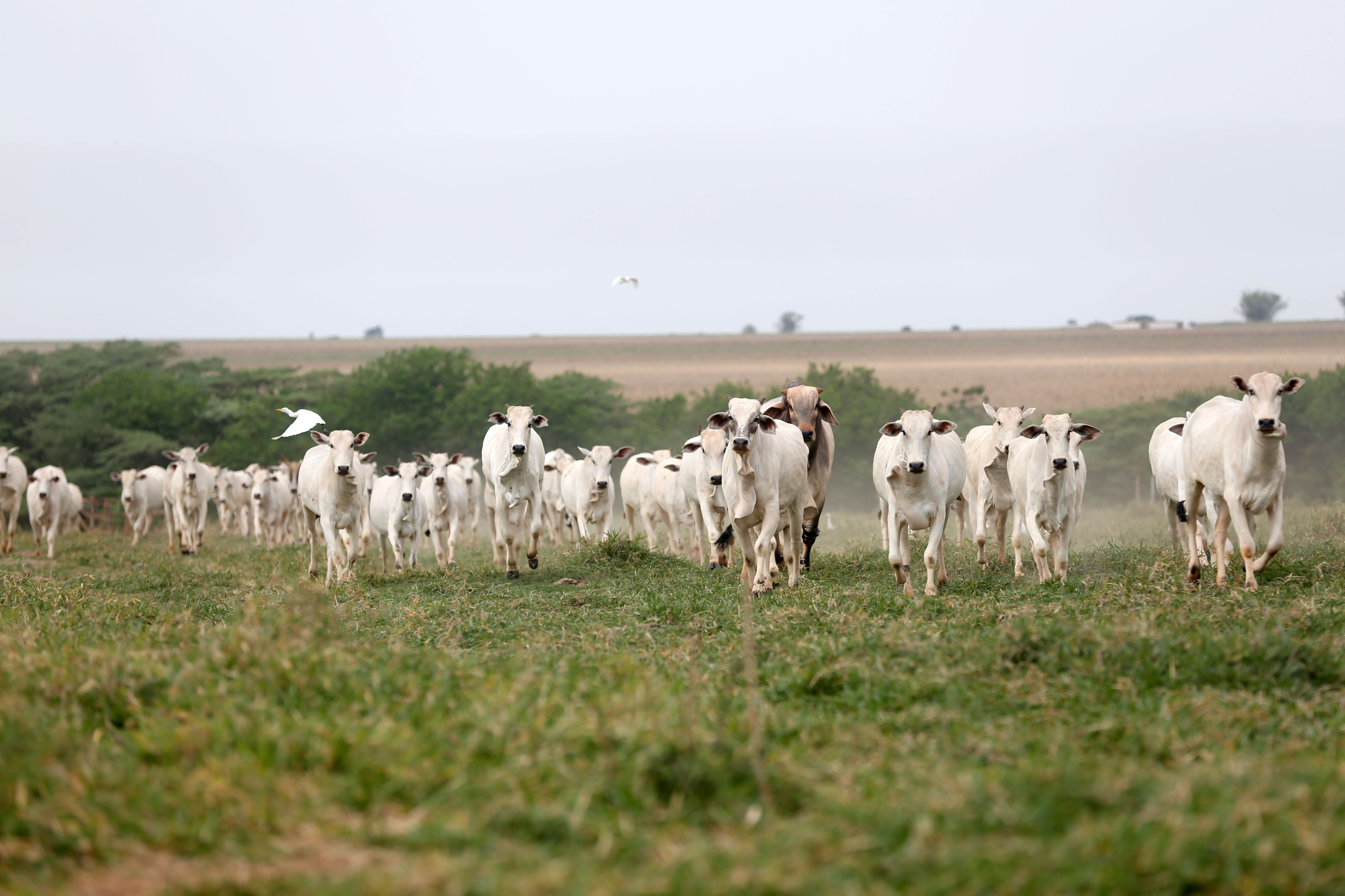 OPERAÇÃO VACA LOCA