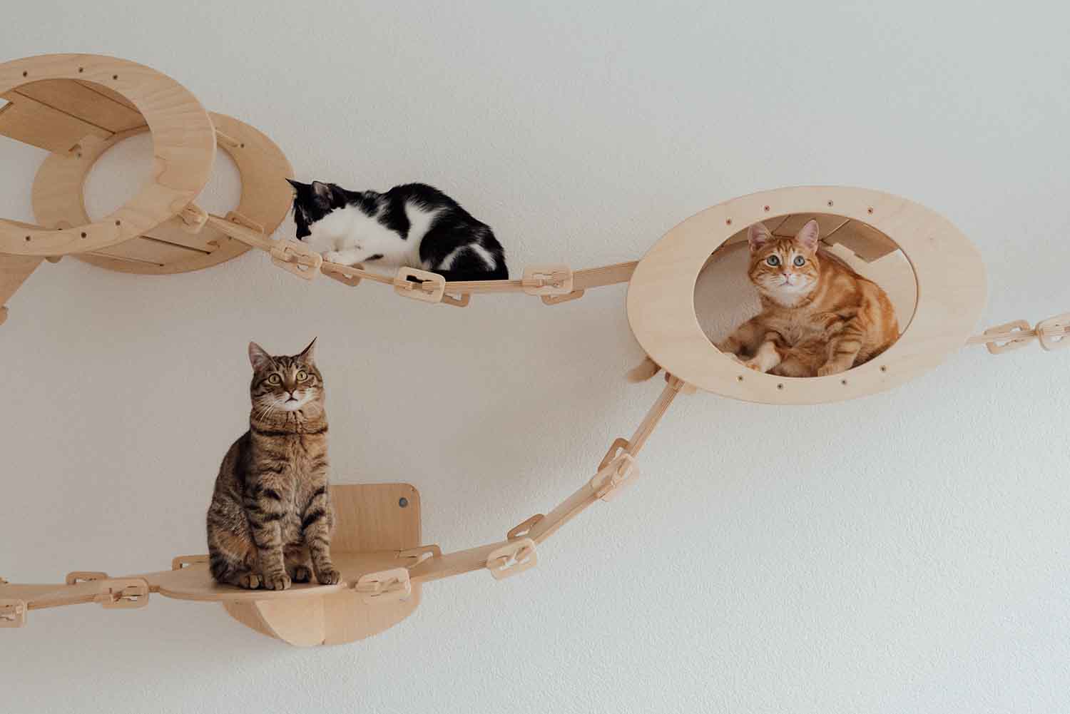 playground para gatos pets