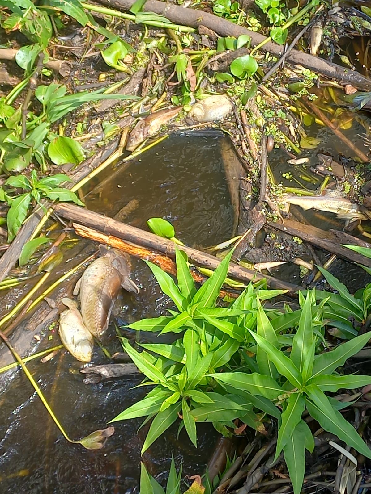 Peixes de até 25 ou 30 quilos apareceram mortos na última sexta-feira na região do Passo do Lontra, no pantanal de Corumbá