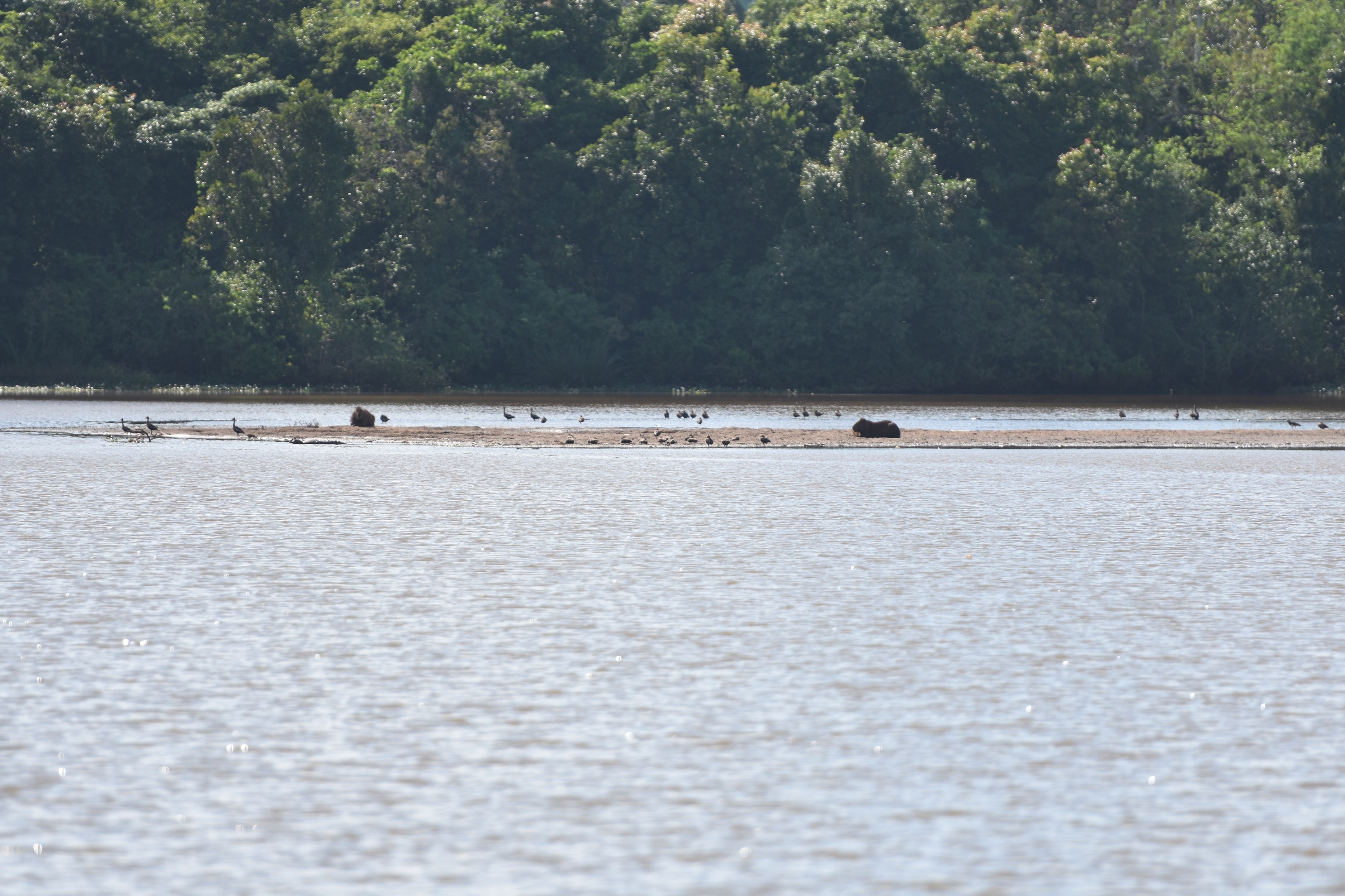 Assoreamento Lago do Amor 