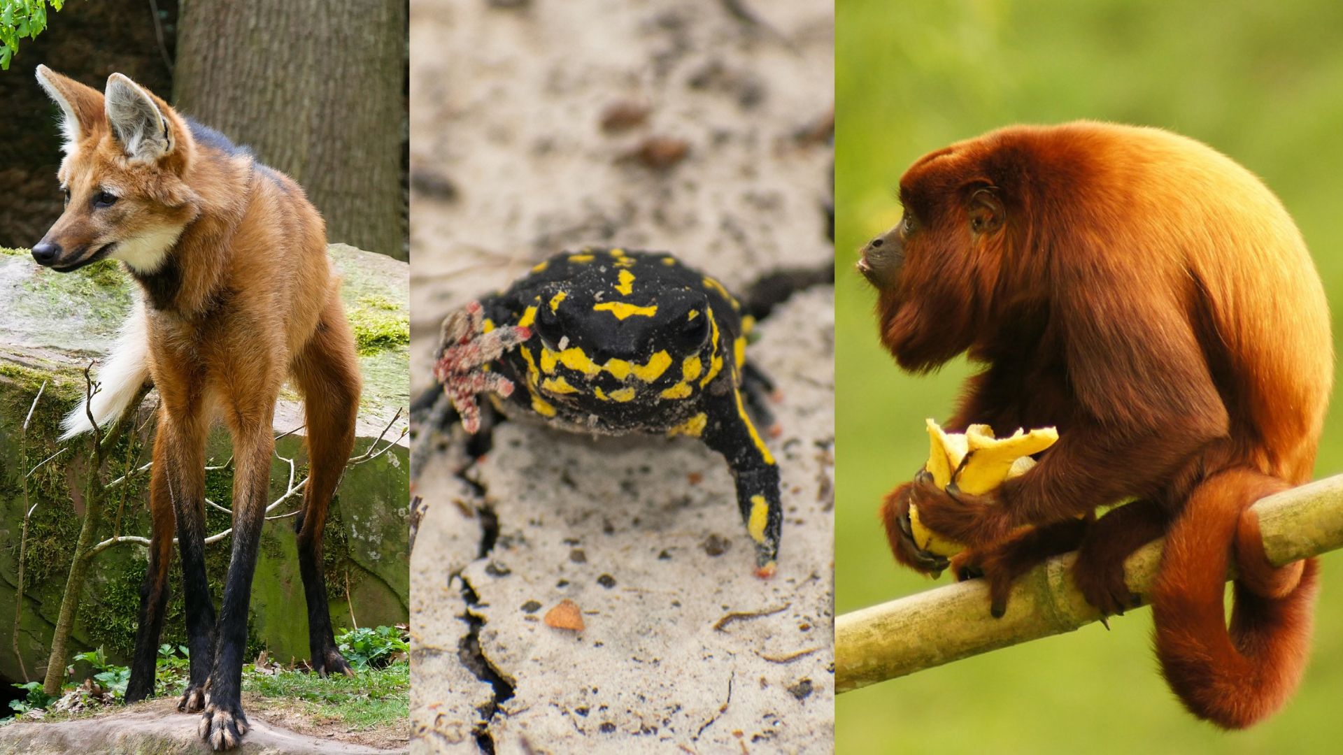 Fauna ameaçada de extinção!