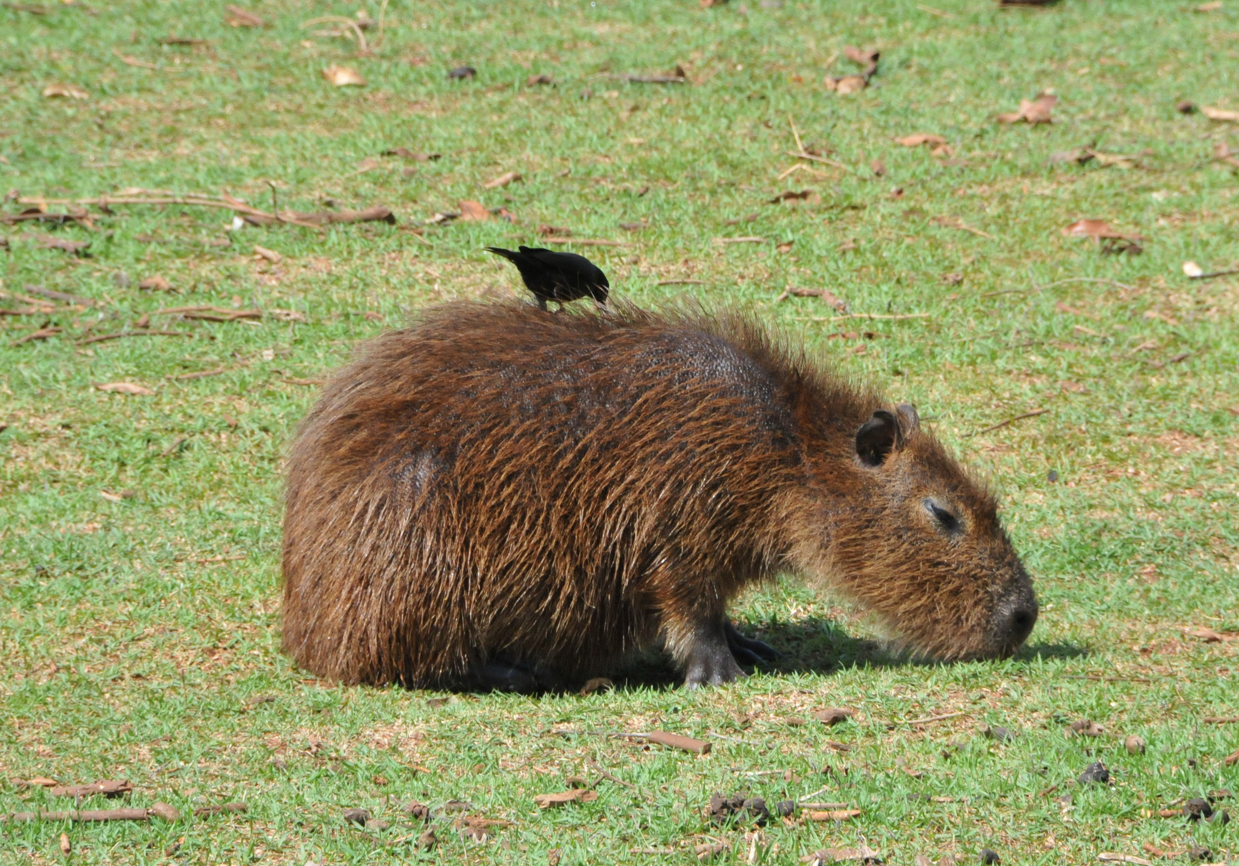 Clara from Rio 2!!!!! :o)  Capybara, Rio 2, Rio movie