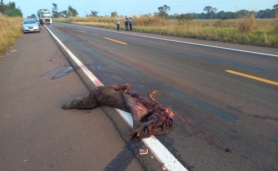 Carcaça da anta estava destroçada e por isso existe suspeita de que estivesse na pista horas antes da morte da jovem