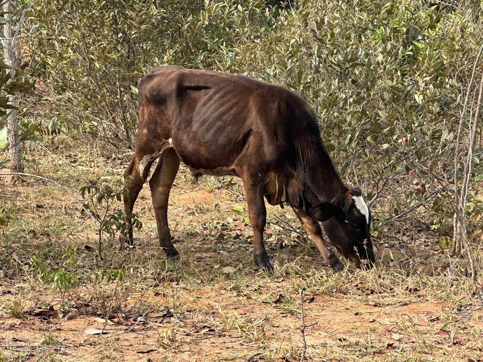 Proprietário será notificado sobre ações de manejo para salvar gado que está debilitado