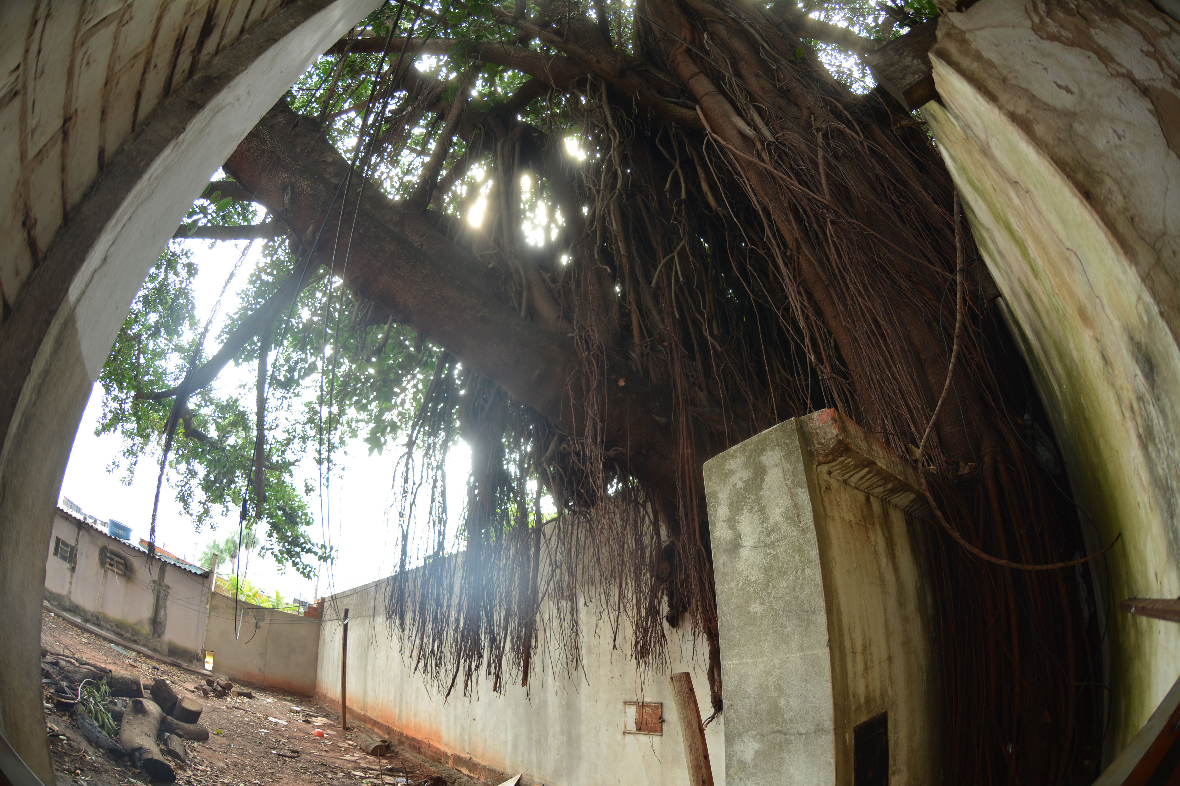 Figueira centen&aacute;ria que queima diariamente